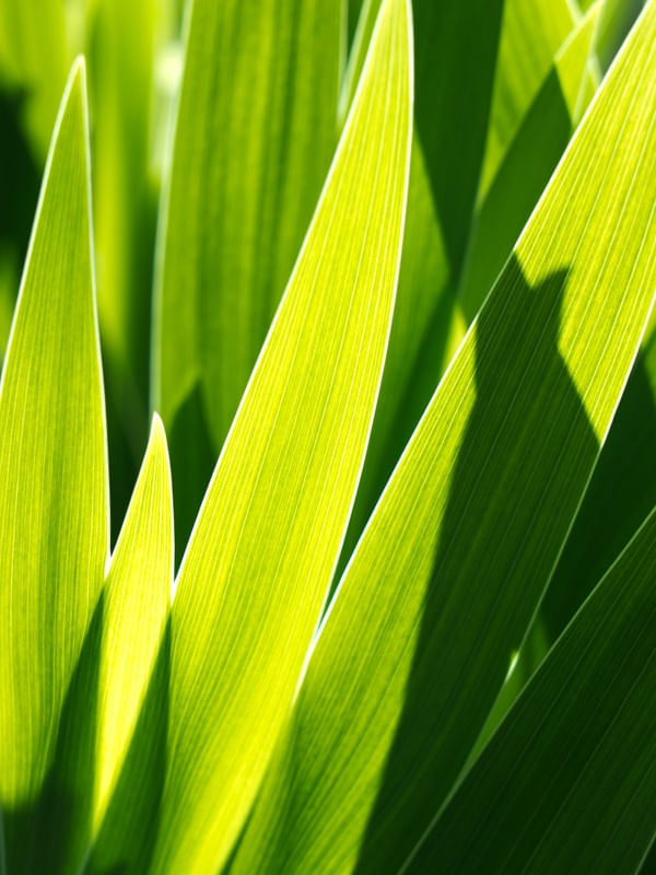 GREEN LEAVES V