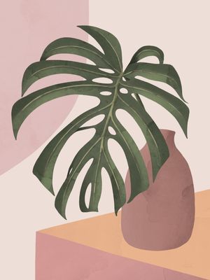 MONSTERA BOHO