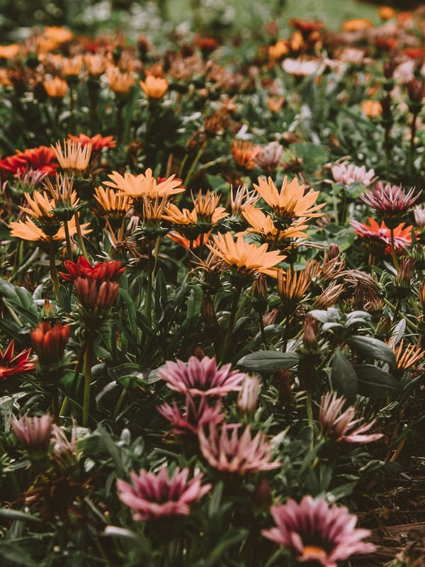JARDIM BOTÂNICO - FLORES