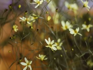 MONTFLOR 4