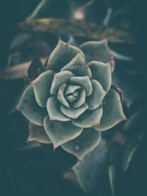 NOITES E PLANTAS