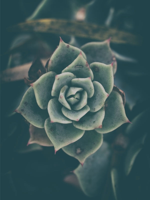 NOITES E PLANTAS