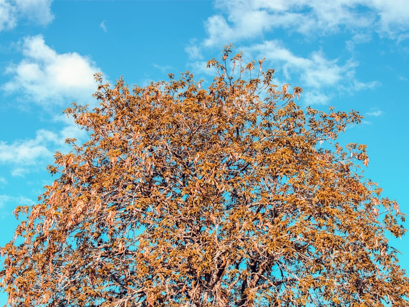 AZUL E LARANJA CÉU E FOLHAS
