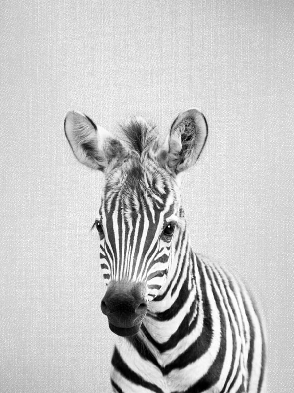 BABY ZEBRA - BLACK AND WHITE