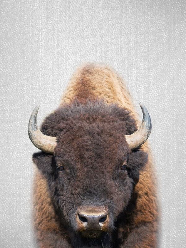BUFFALO - COLORFUL