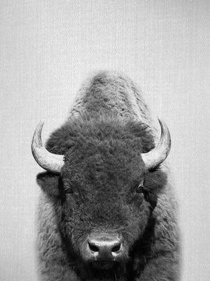 BUFFALO - BLACK AND WHITE