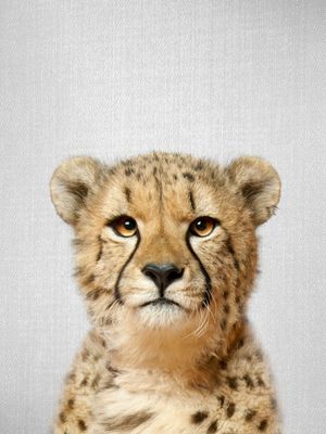 CHEETAH - COLORFUL