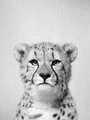 CHEETAH - BLACK AND WHITE