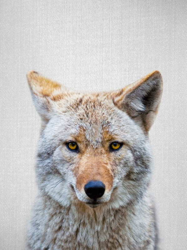 COYOTE - COLORFUL