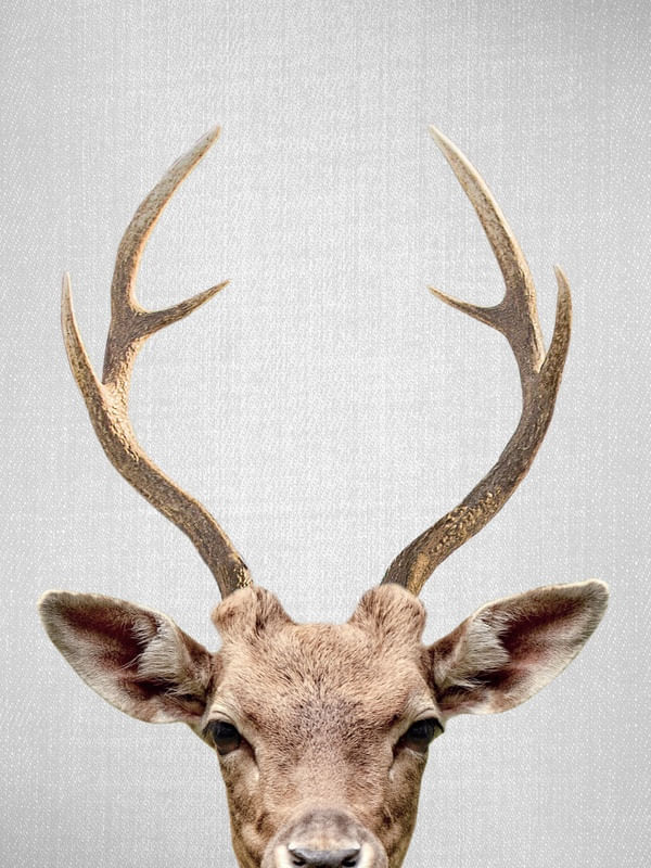 DEER - COLORFUL