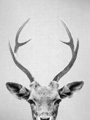 DEER - BLACK AND WHITE