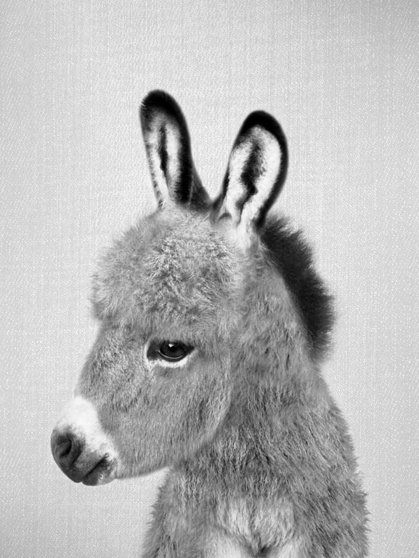 DONKEY - BLACK AND WHITE