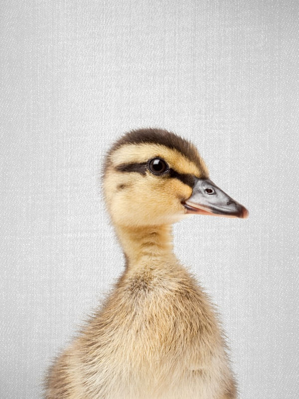 DUCKLING - COLORFUL