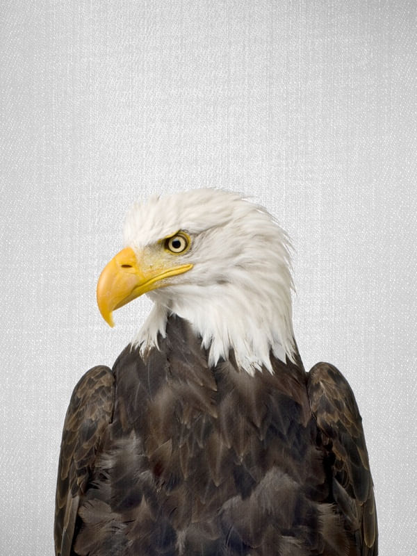 EAGLE - COLORFUL