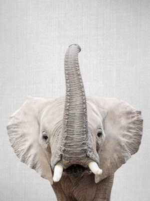 ELEPHANT - COLORFUL