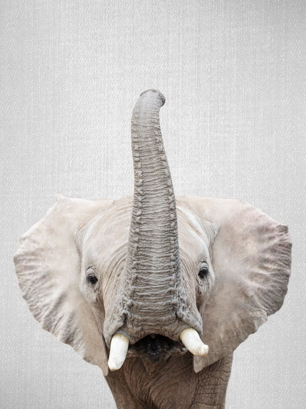 ELEPHANT - COLORFUL