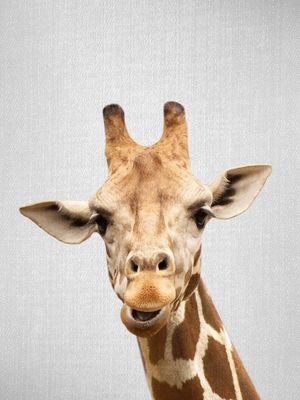 GIRAFFE - COLORFUL