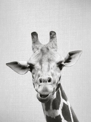GIRAFFE - BLACK AND WHITE