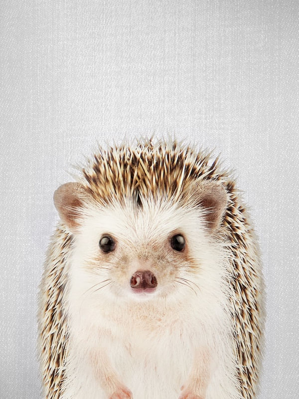 HEDGEHOG - COLORFUL