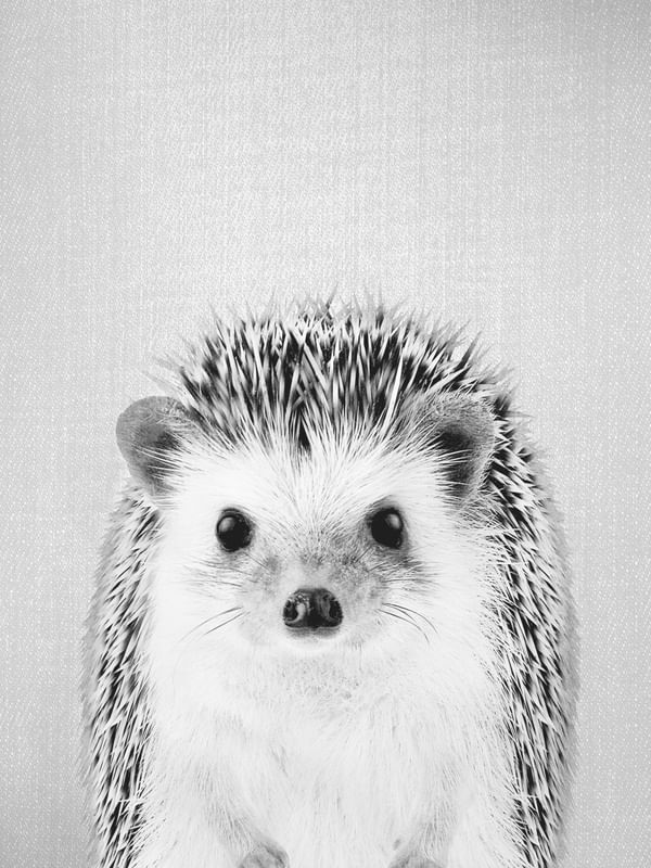 HEDGEHOG - BLACK AND WHITE