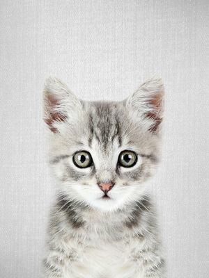 KITTEN - COLORFUL