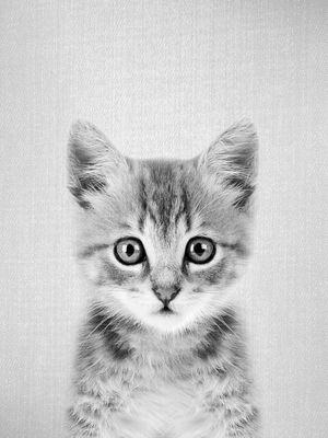 KITTEN - BLACK AND WHITE