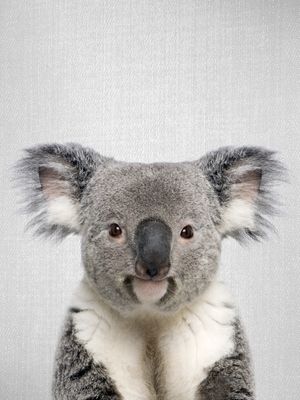 KOALA - COLORFUL