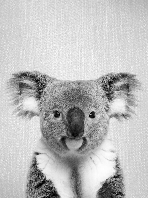 KOALA - BLACK AND WHITE