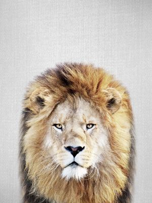 LION - COLORFUL