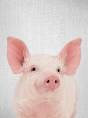 PIG - COLORFUL
