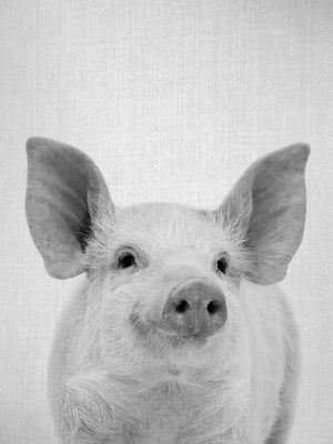 PIG - BLACK AND WHITE