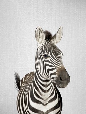 ZEBRA - COLORFUL