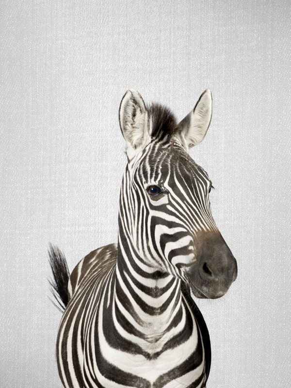 ZEBRA - COLORFUL