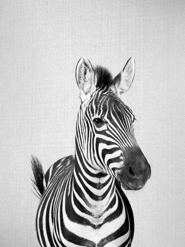 ZEBRA - BLACK AND WHITE