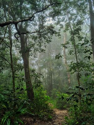 FLORESTA UBAJARA 2