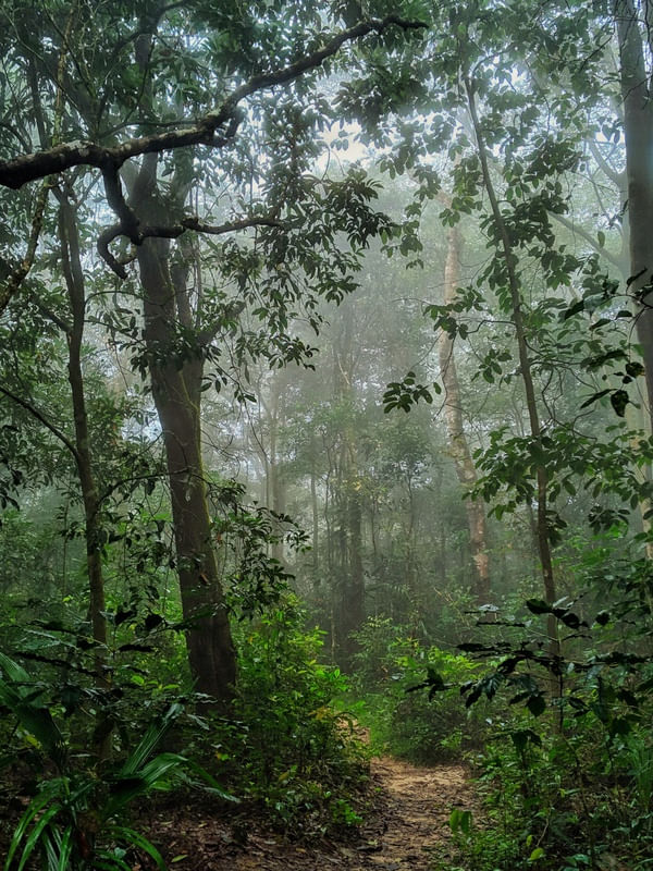 FLORESTA UBAJARA 2