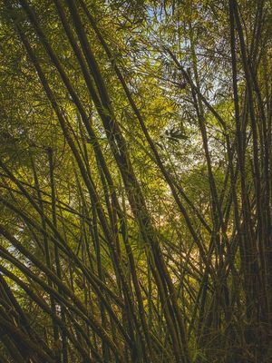 ENTRELAÇO VERDE