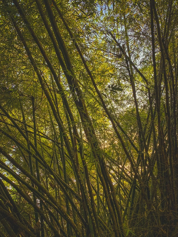 ENTRELAÇO VERDE
