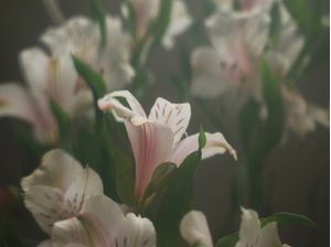 FLORES AUSTRAIS