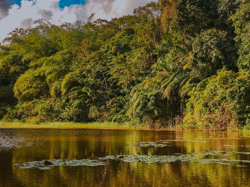 PAISAGEM VERDE 03