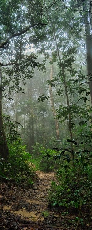 FLORESTA UBAJARA
