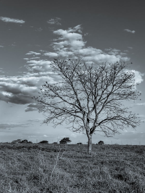 ÁRVORE NO CERRADO EM PRETO E BRANCO