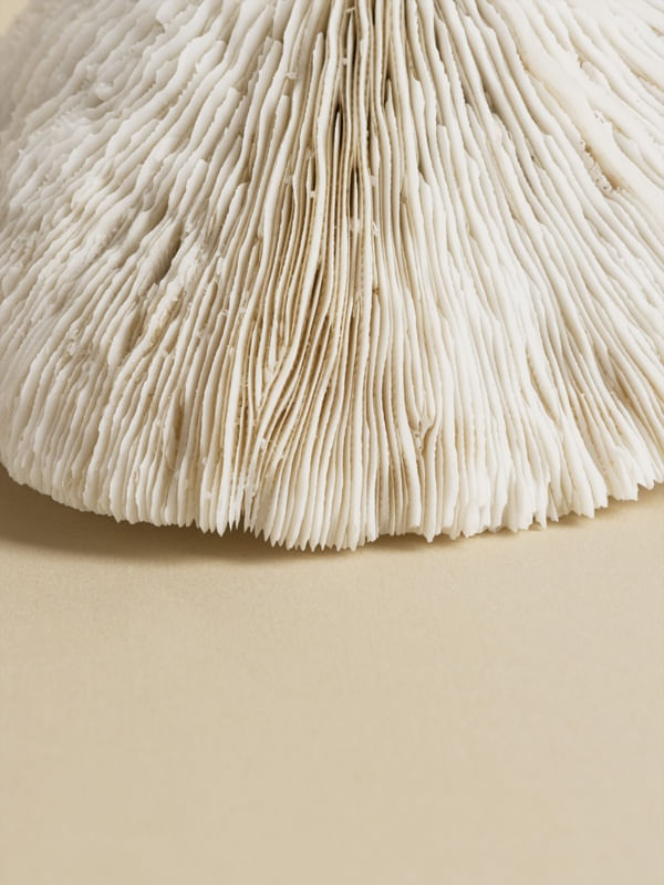 MINIMAL ORGANICO 01