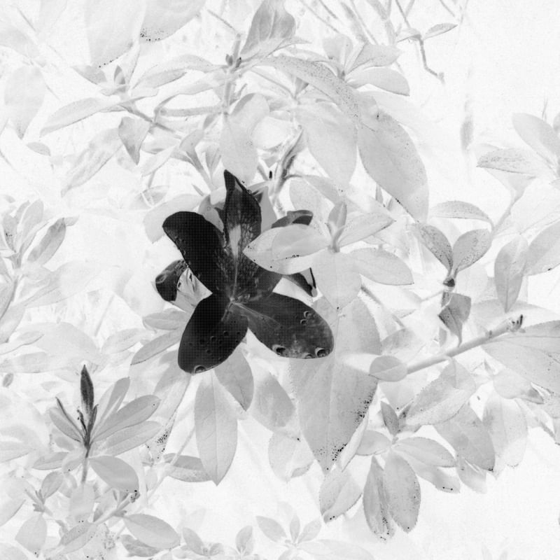 NEGRAS FLORES
