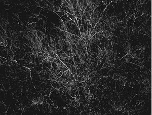 NATUREZA MORTA #1