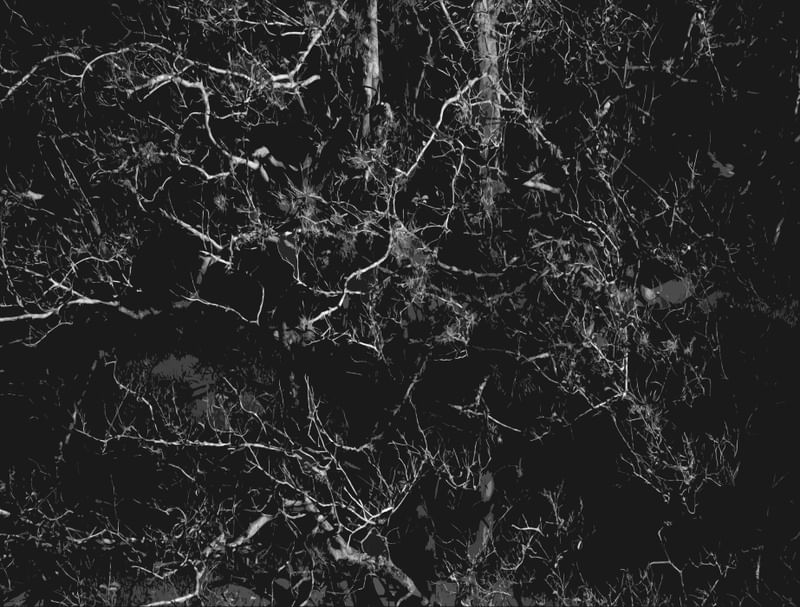 NATUREZA MORTA #2