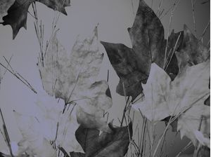 DRY#FLOWERS1