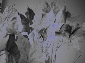 DRY#FLOWERS2
