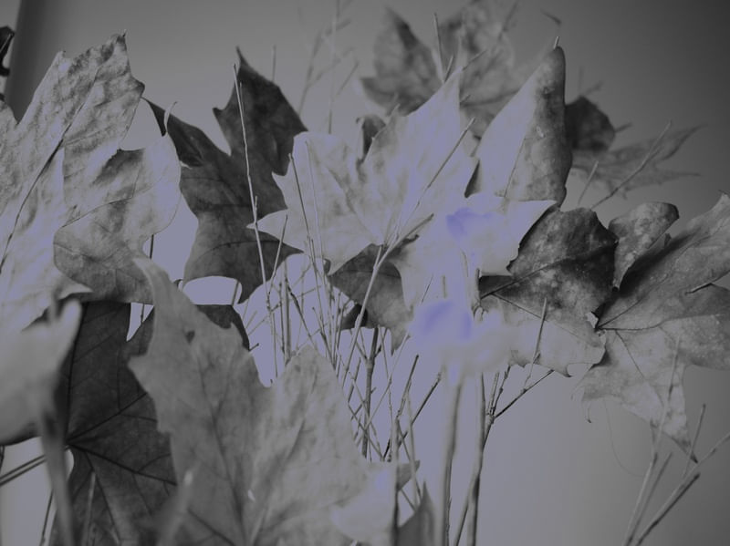 DRY#FLOWERS2