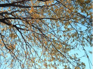 CERRADO EM FLOR
